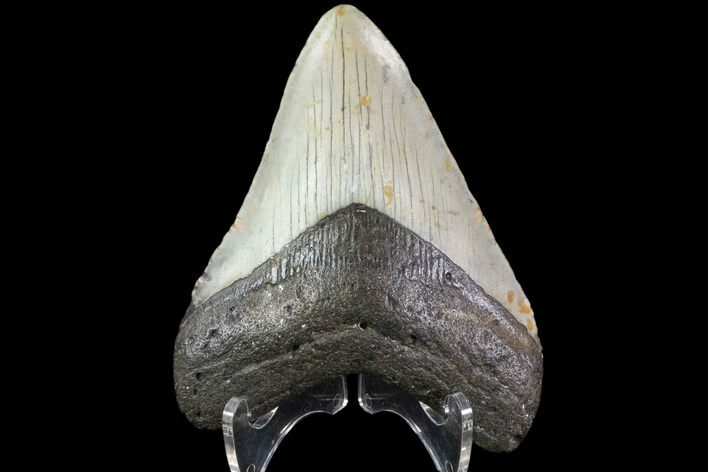 Fossil Megalodon Tooth - North Carolina #79891
